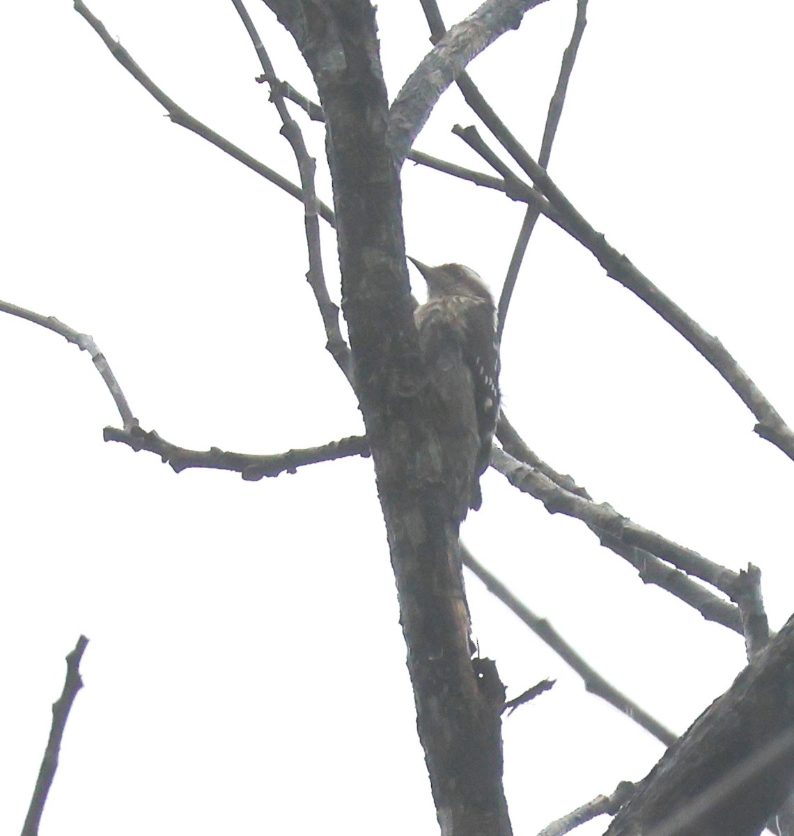 チャガシラコゲラ - ML644260998