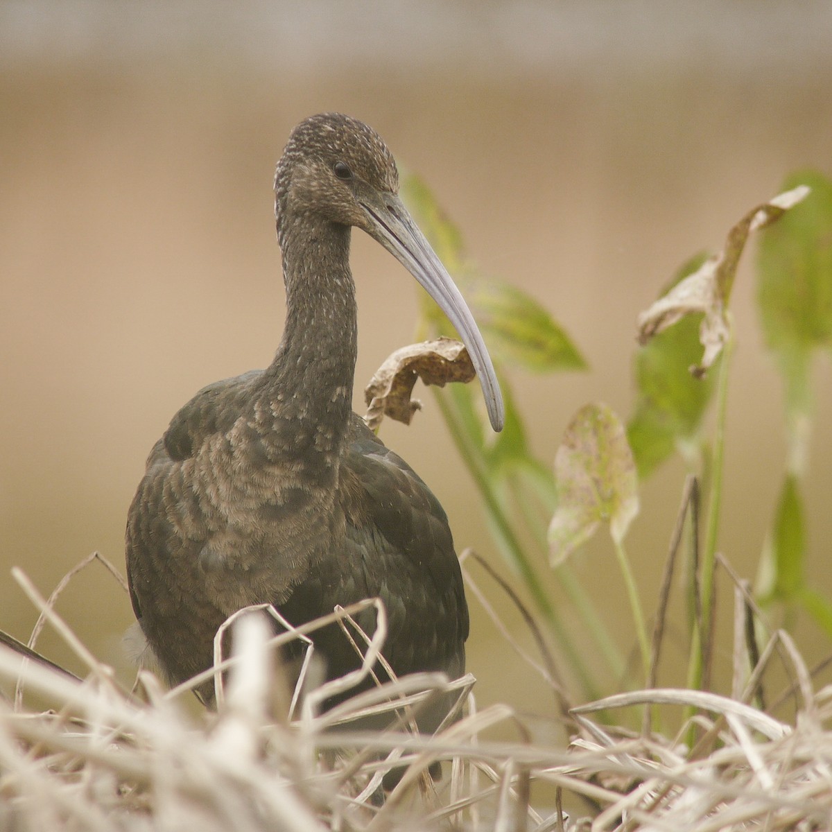 Glossy/White-faced Ibis - ML644261001