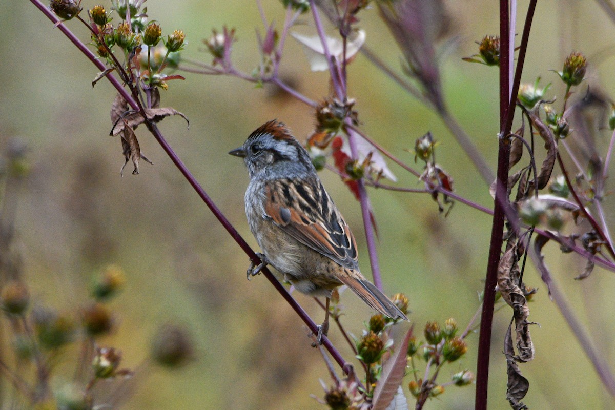 Swamp Sparrow - ML644261015