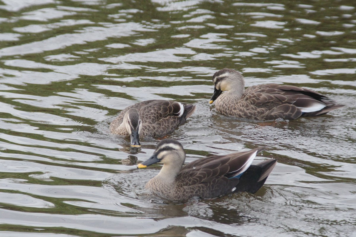 Eastern Spot-billed Duck - ML644261016