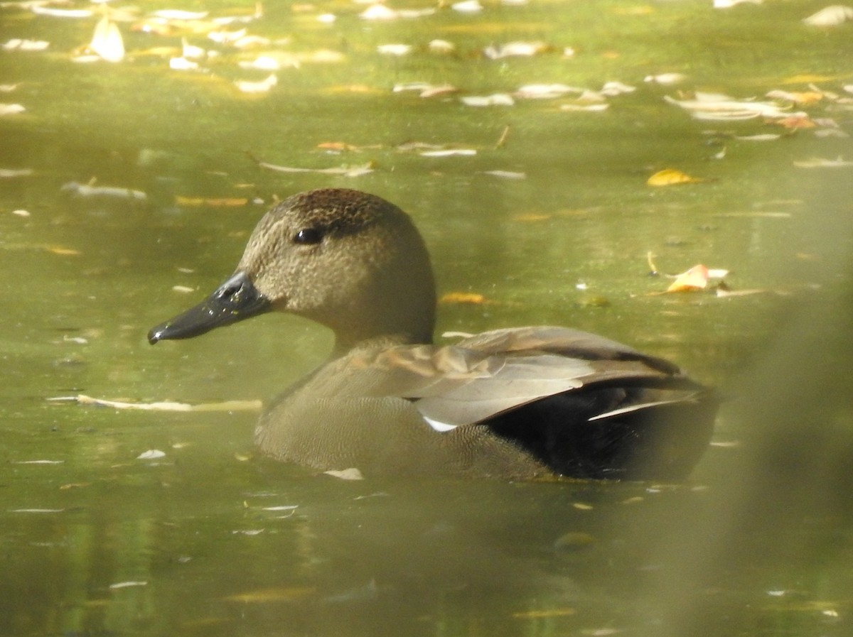 Серая утка - ML644261030