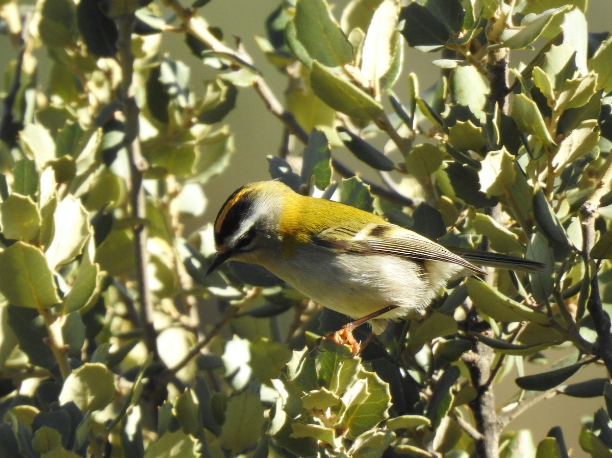 Красноголовый королёк - ML644261036