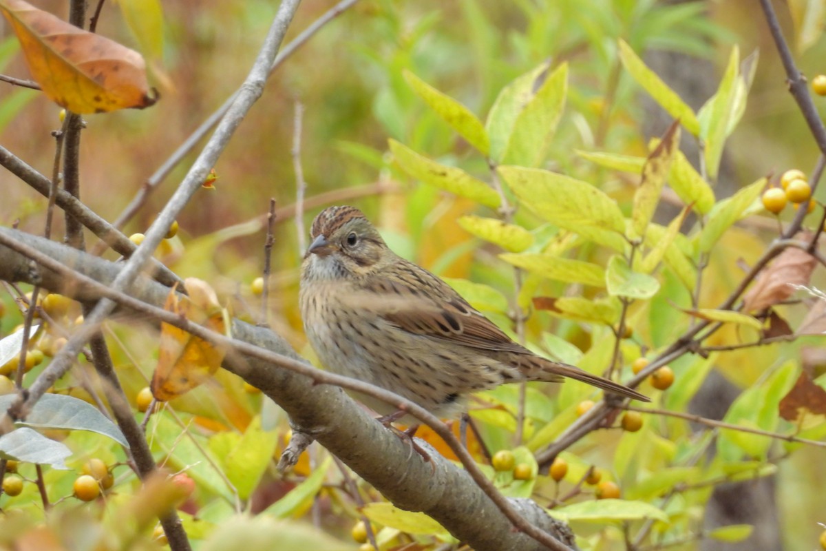 Lincoln's Sparrow - ML644261041