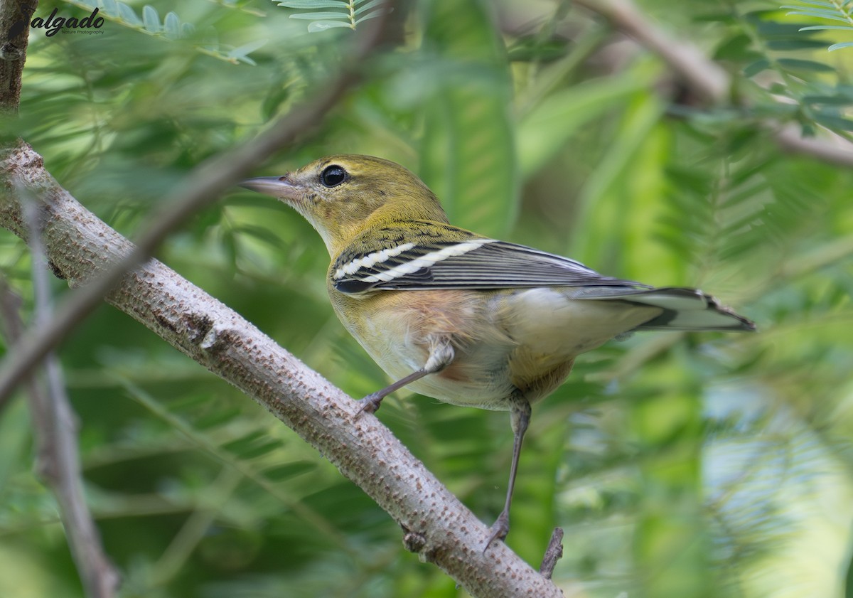 Bay-breasted Warbler - ML644261068