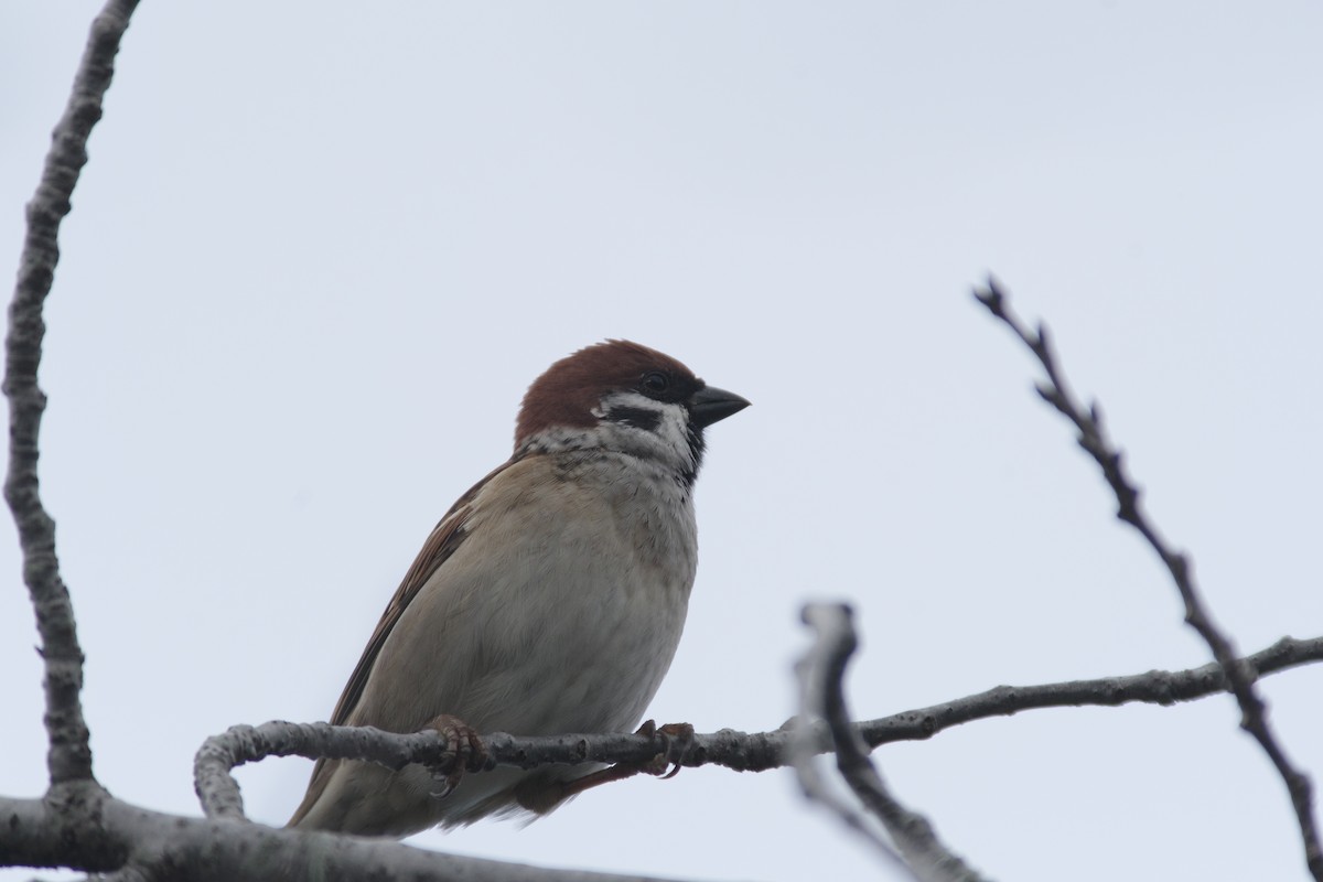 Ağaç Serçesi - ML644261073