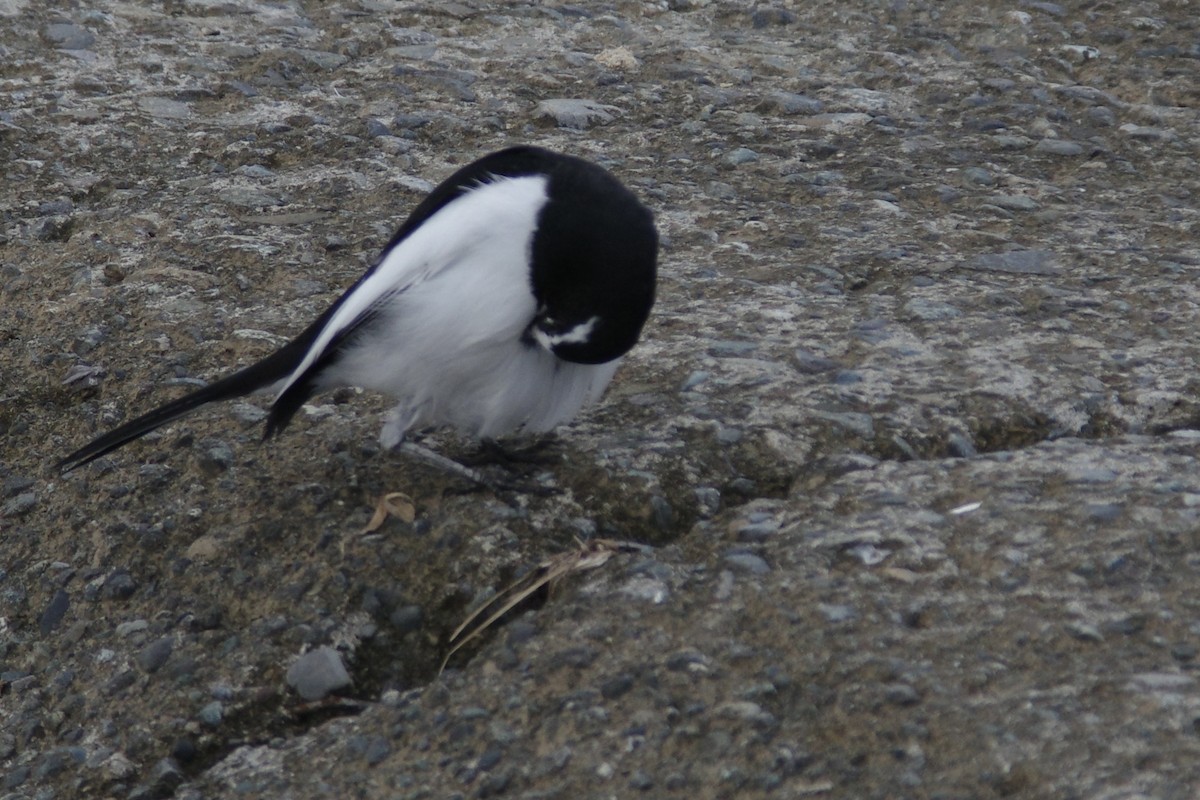 日本鶺鴒 - ML644261085