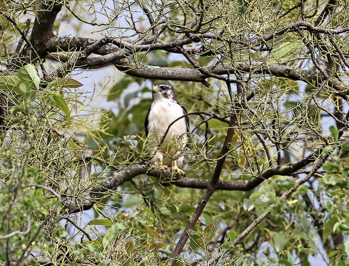 Short-tailed Hawk - ML644261089