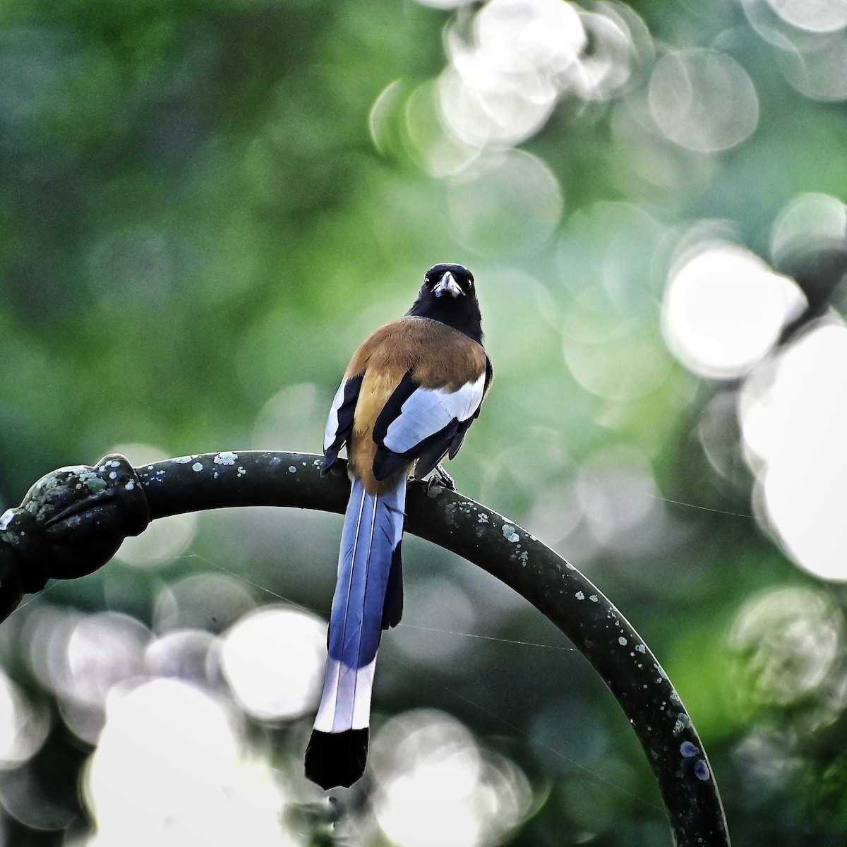 Kızıl Saksağan - ML644261095