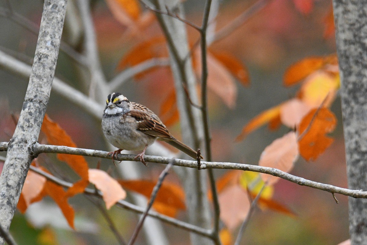 White-throated Sparrow - ML644261101