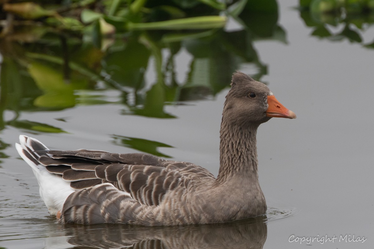 Graylag Goose (Domestic type) - ML644261105