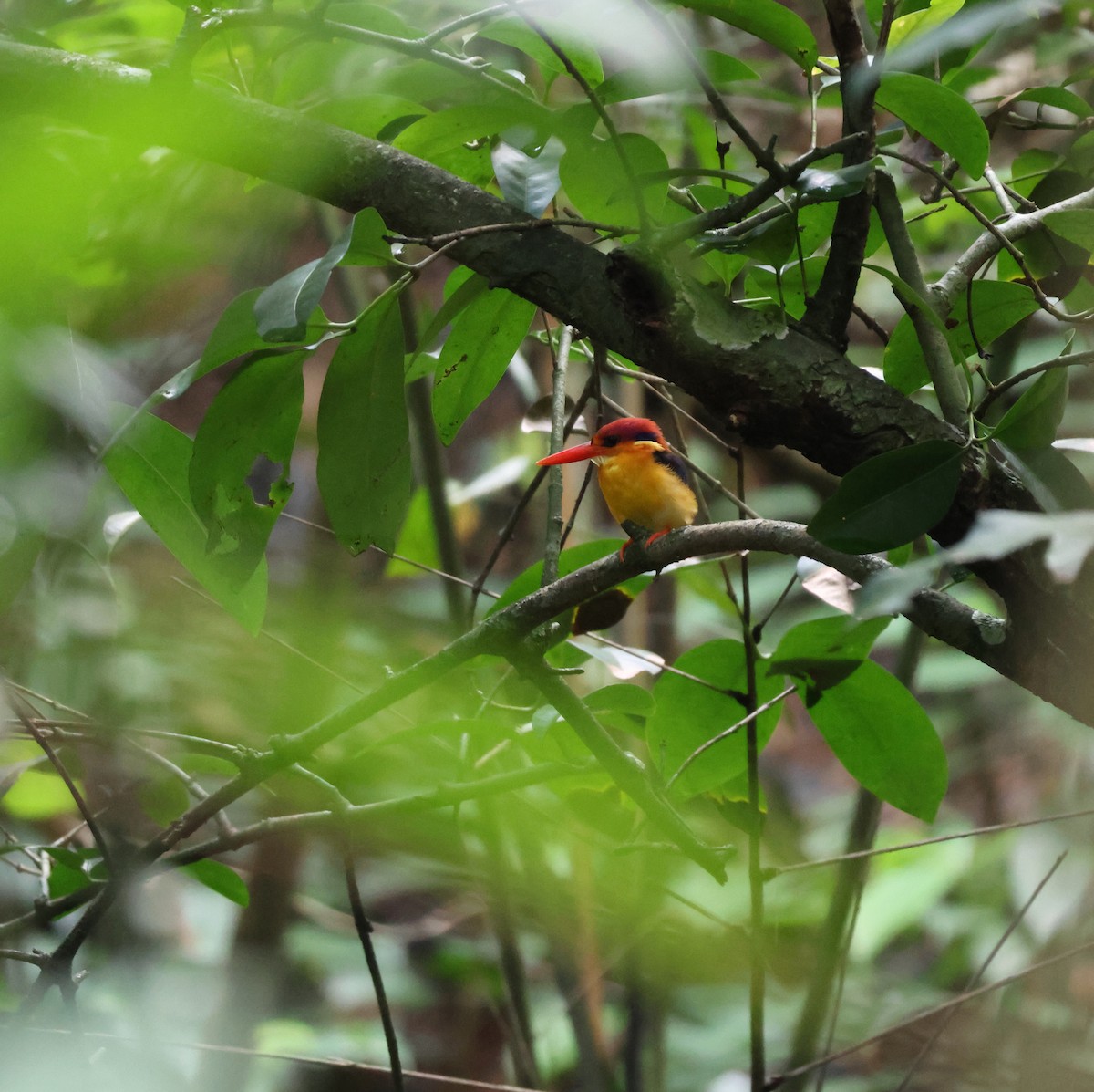 Black-backed Dwarf-Kingfisher - ML644261113