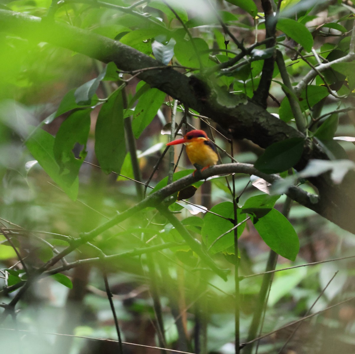 Black-backed Dwarf-Kingfisher - ML644261114