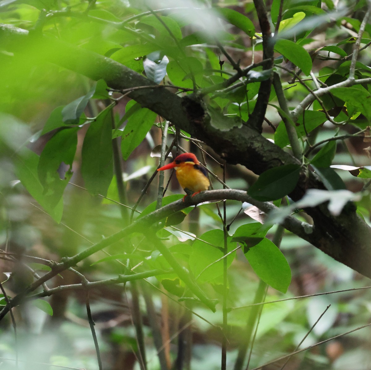 Black-backed Dwarf-Kingfisher - ML644261119