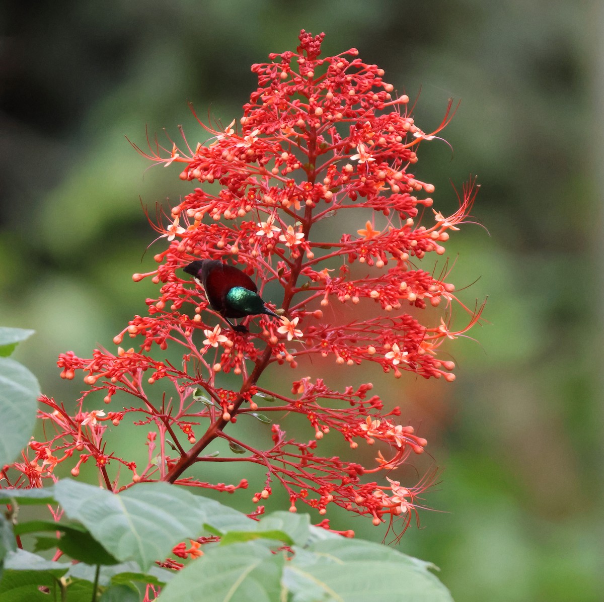 Crimson-backed Sunbird - ML644261128