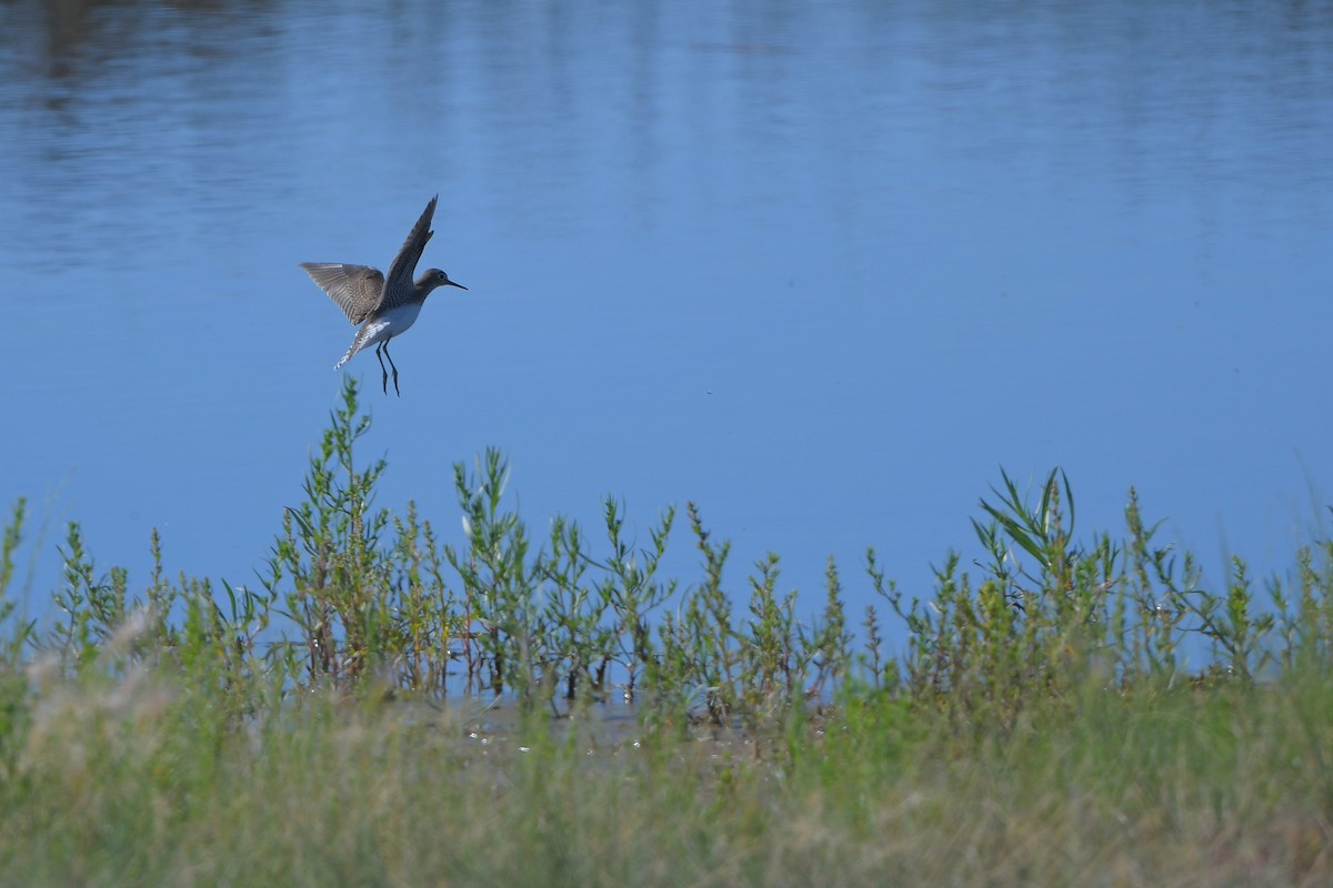 Solitary Sandpiper - ML644261146