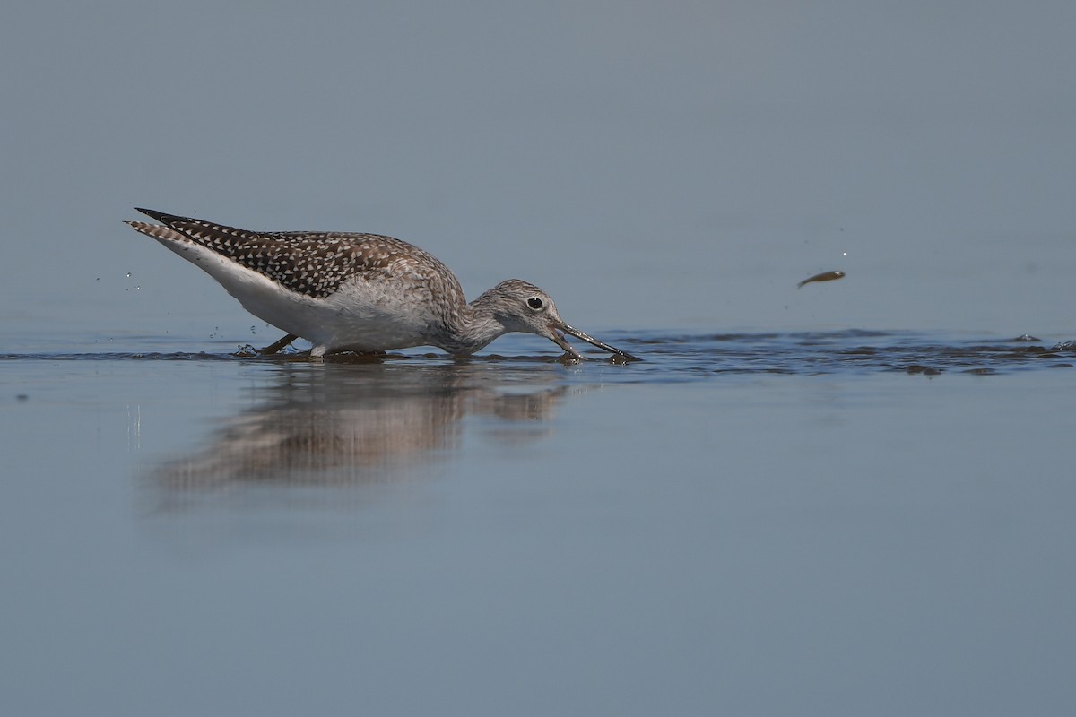 Grand Chevalier - ML644261154