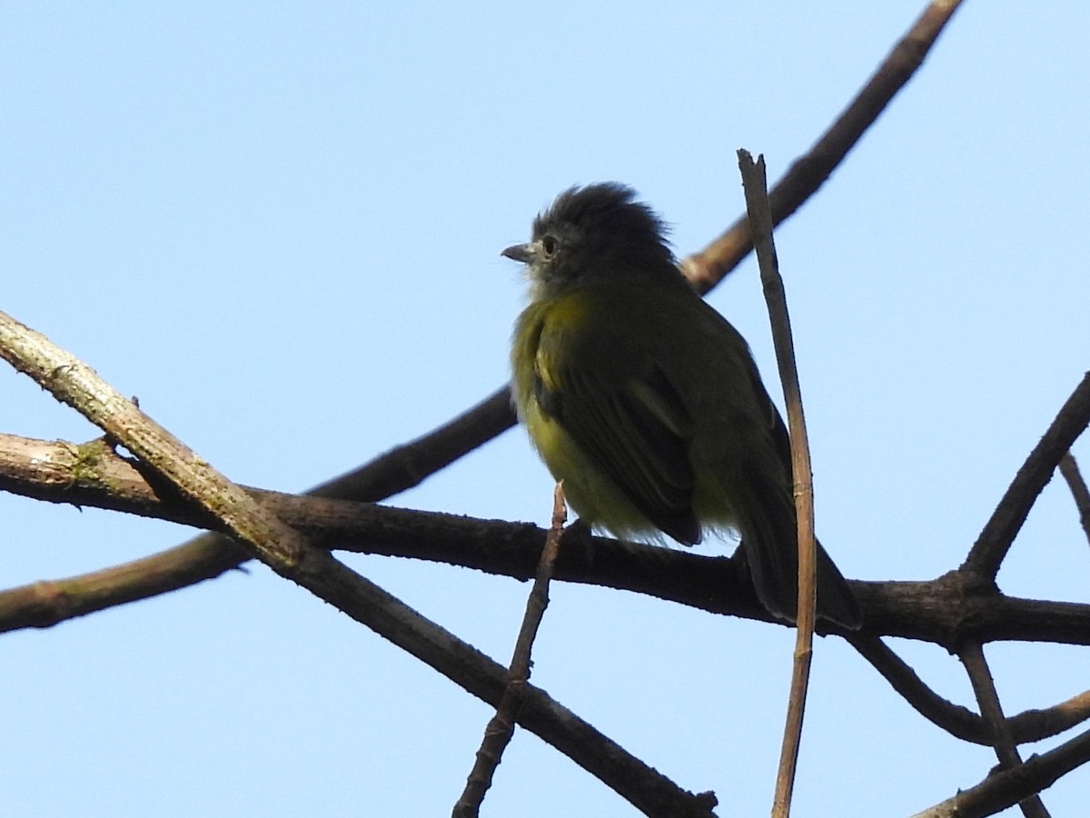 bladflatnebb - ML644261156