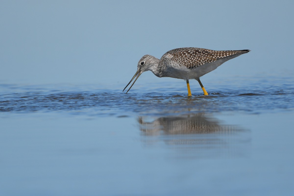 Grand Chevalier - ML644261159