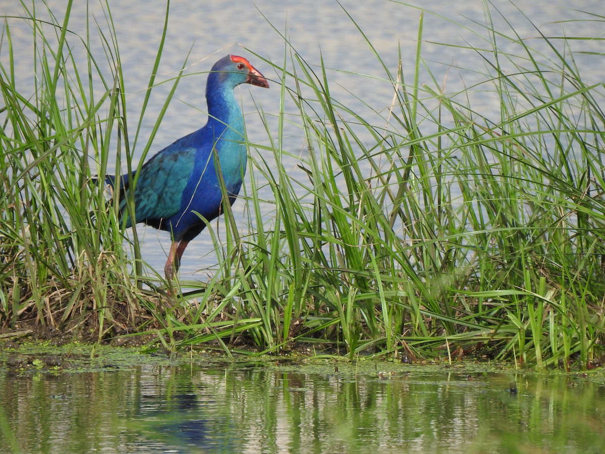 灰頭紫水雞 - ML644261169