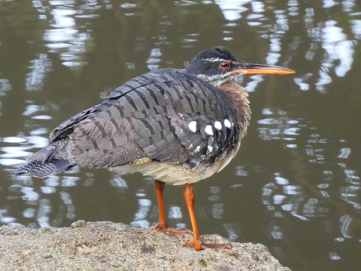 solrikse - ML644261172