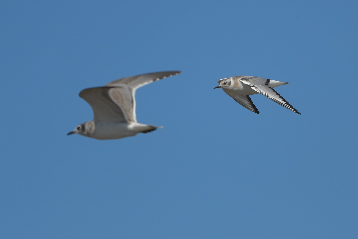 Mouette de Bonaparte - ML644261175