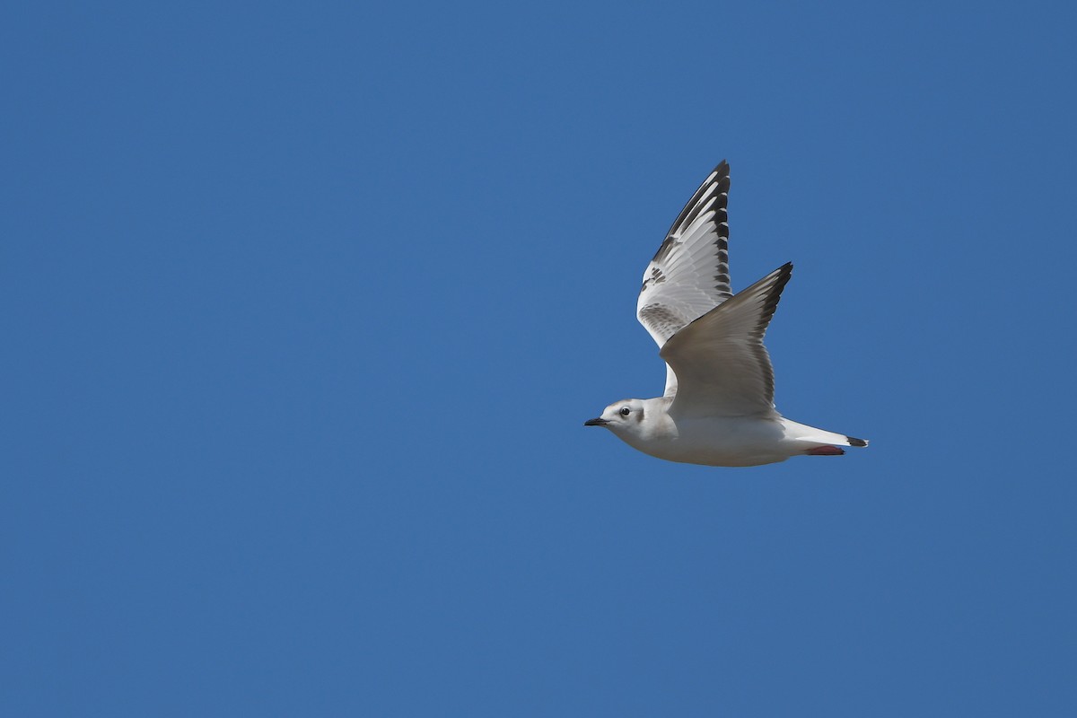 Mouette de Bonaparte - ML644261176