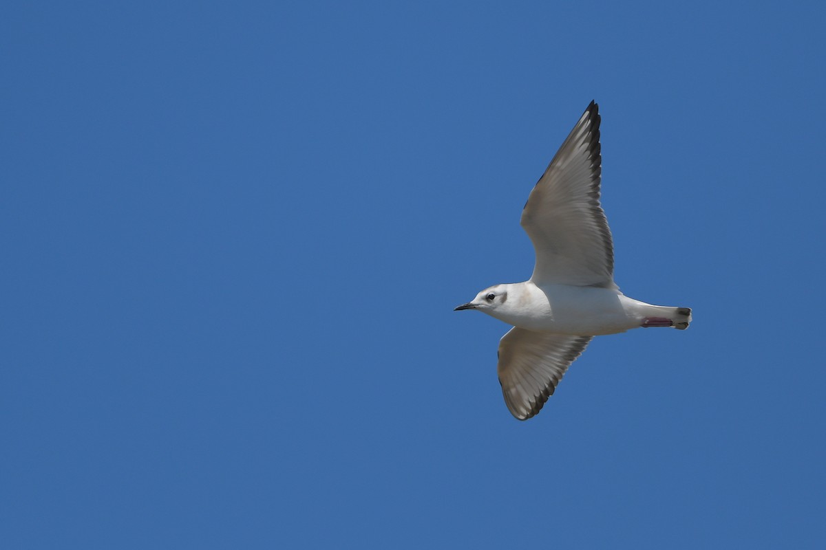 Mouette de Bonaparte - ML644261177
