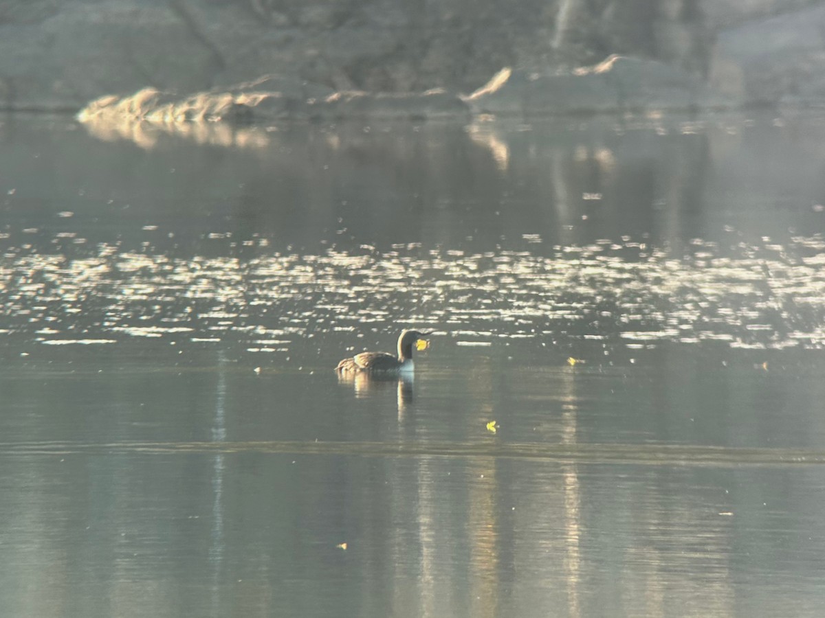 Plongeon catmarin - ML644261180