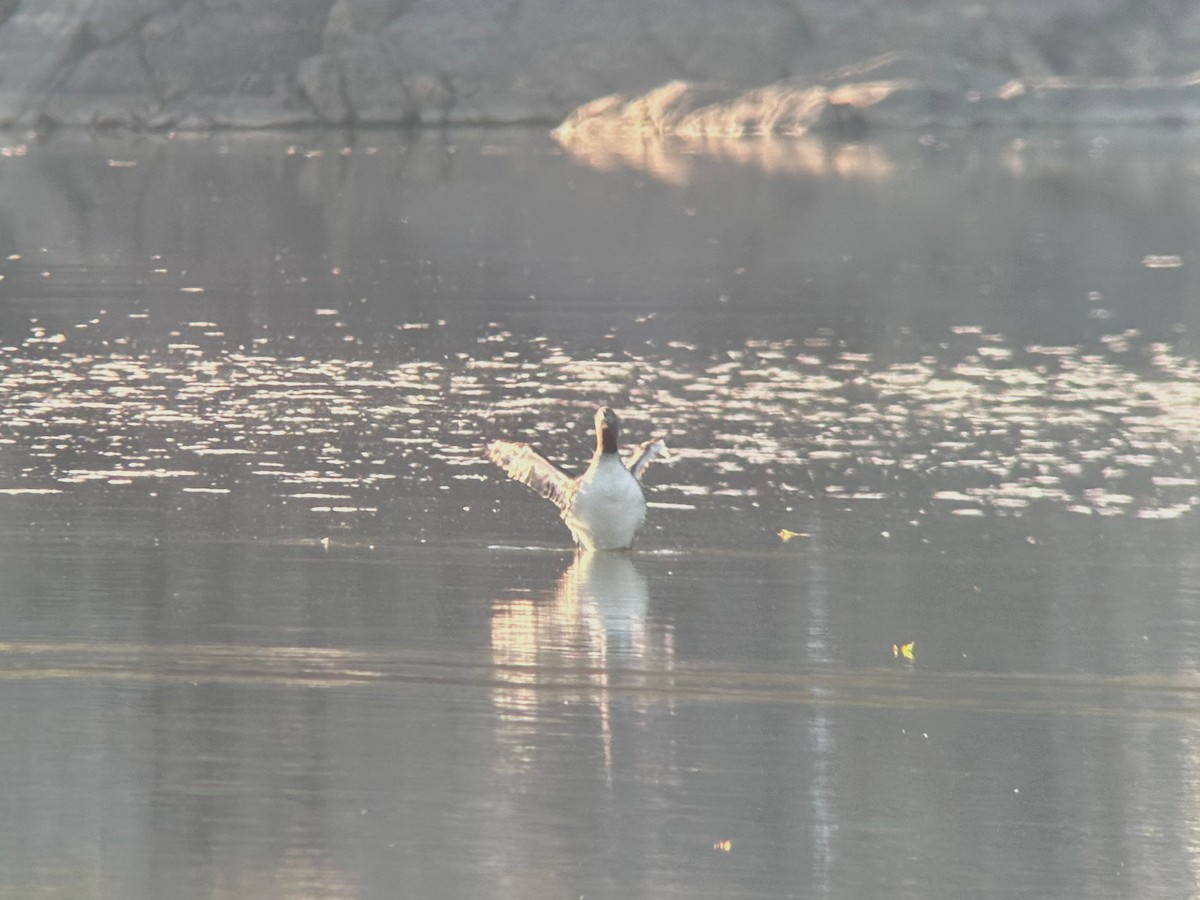 Plongeon catmarin - ML644261181