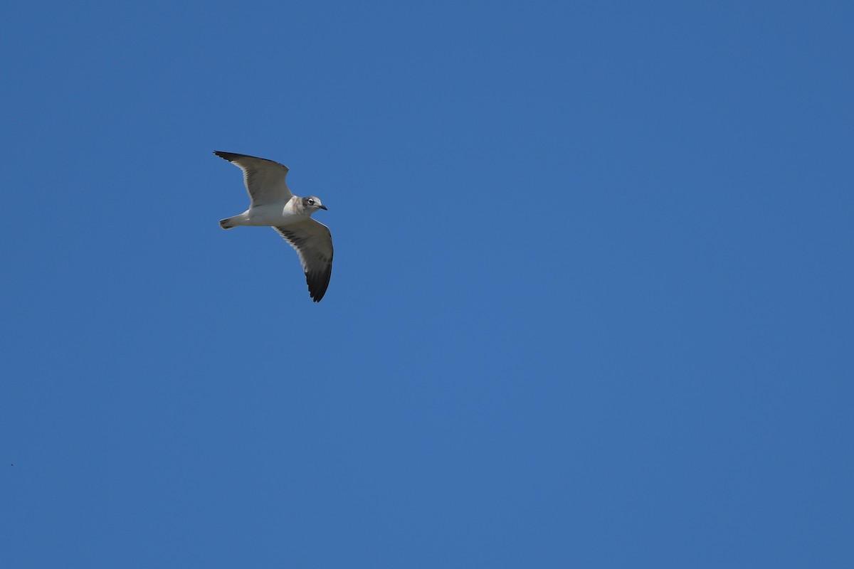 Mouette de Franklin - ML644261189