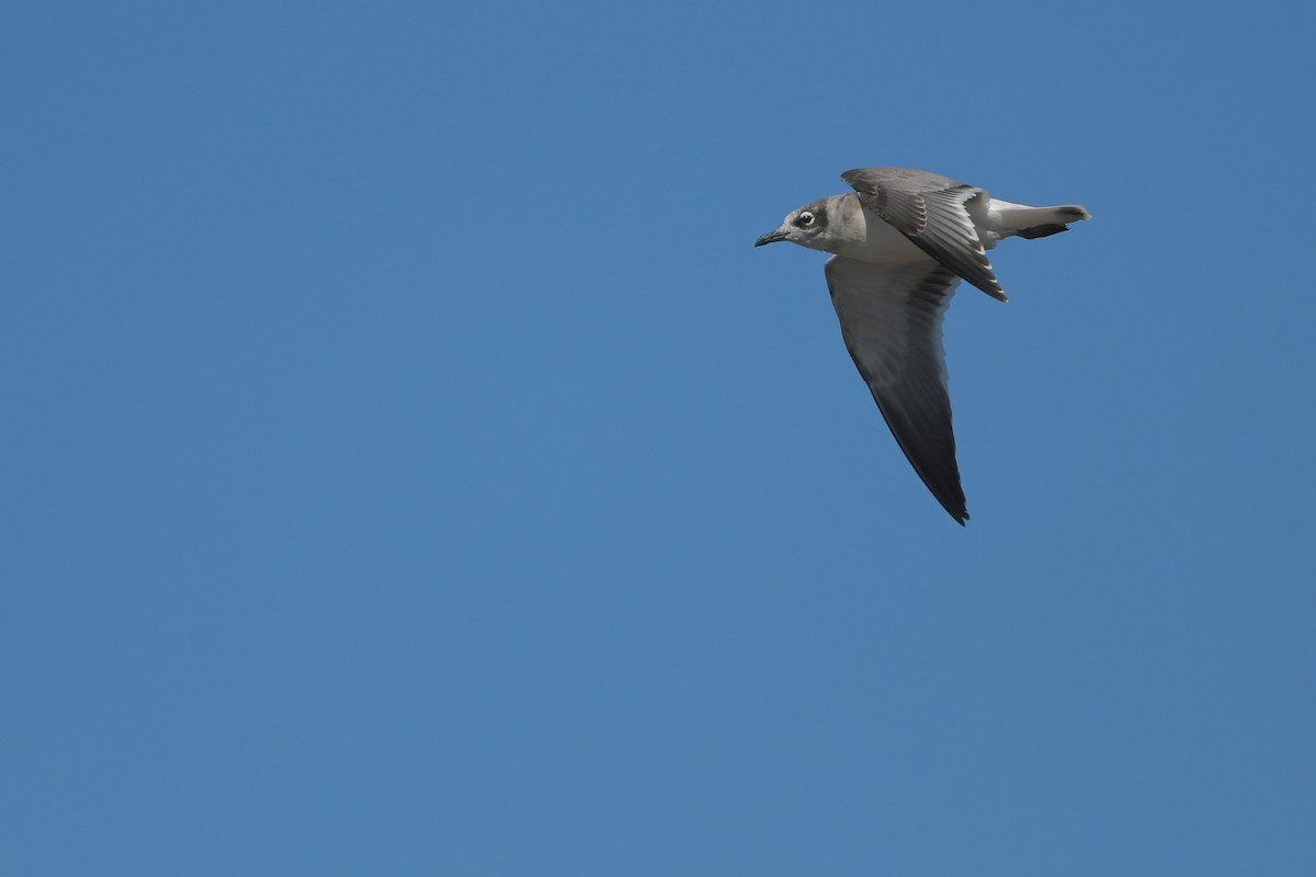 Mouette de Franklin - ML644261190