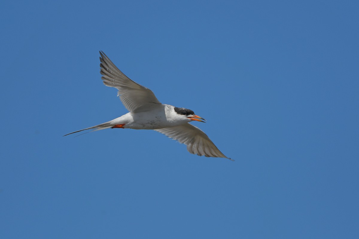 メリケンアジサシ - ML644261193