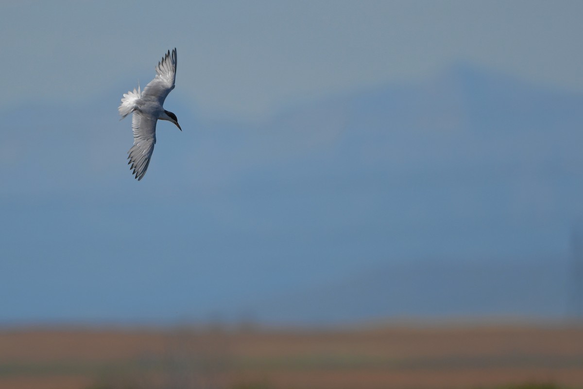 メリケンアジサシ - ML644261194