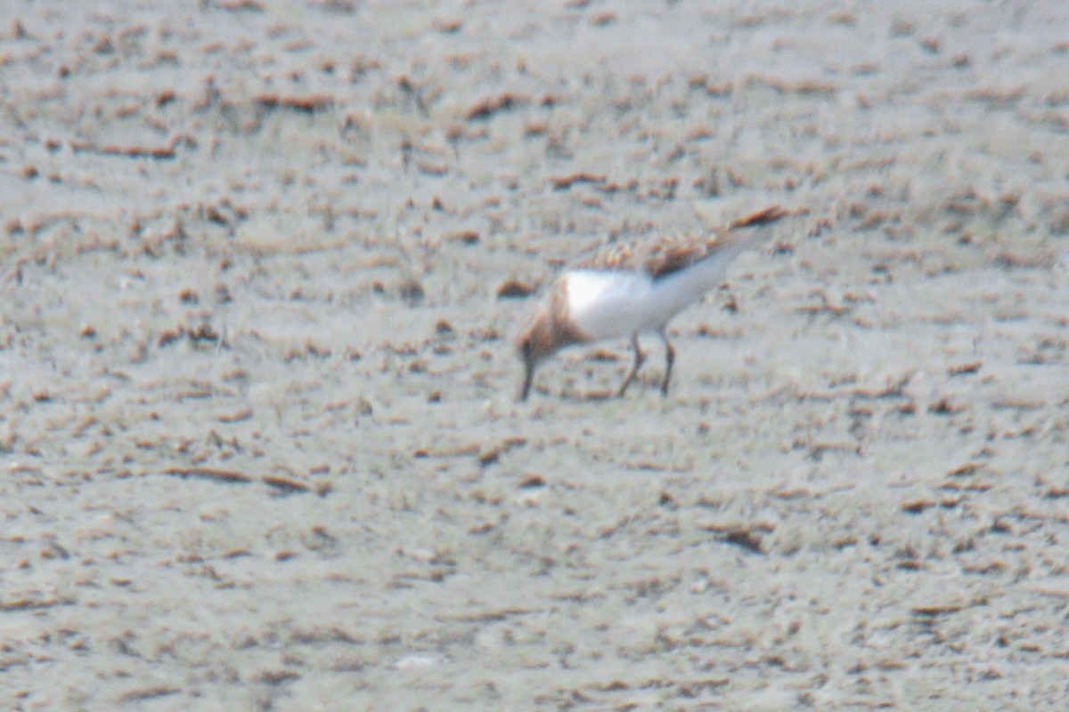 Bécasseau de Temminck - ML644261200