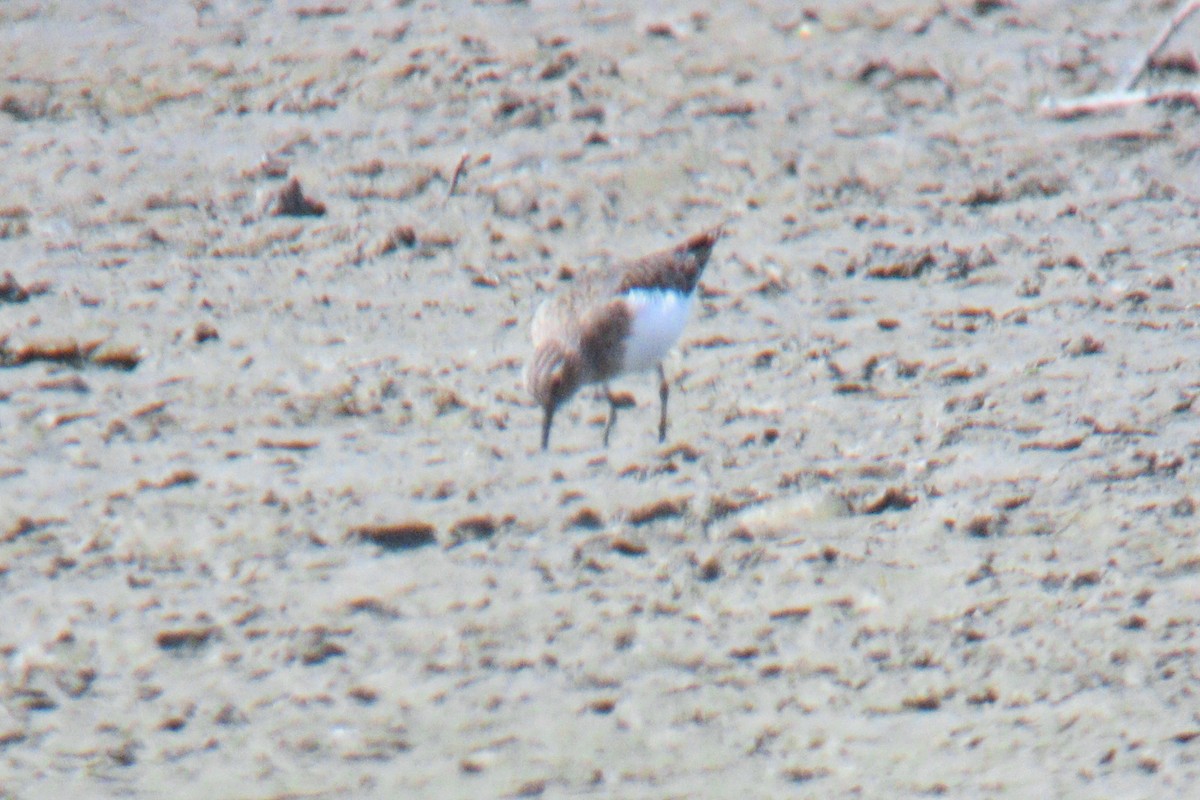 Bécasseau de Temminck - ML644261203