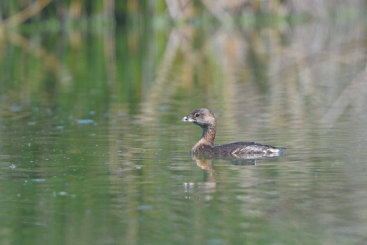 Grèbe à bec bigarré - ML644261204