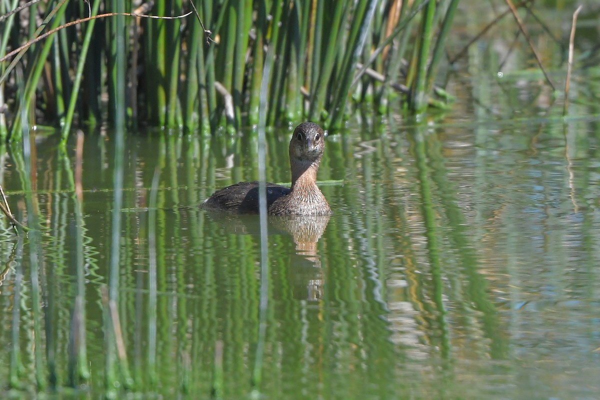 Grèbe à bec bigarré - ML644261205