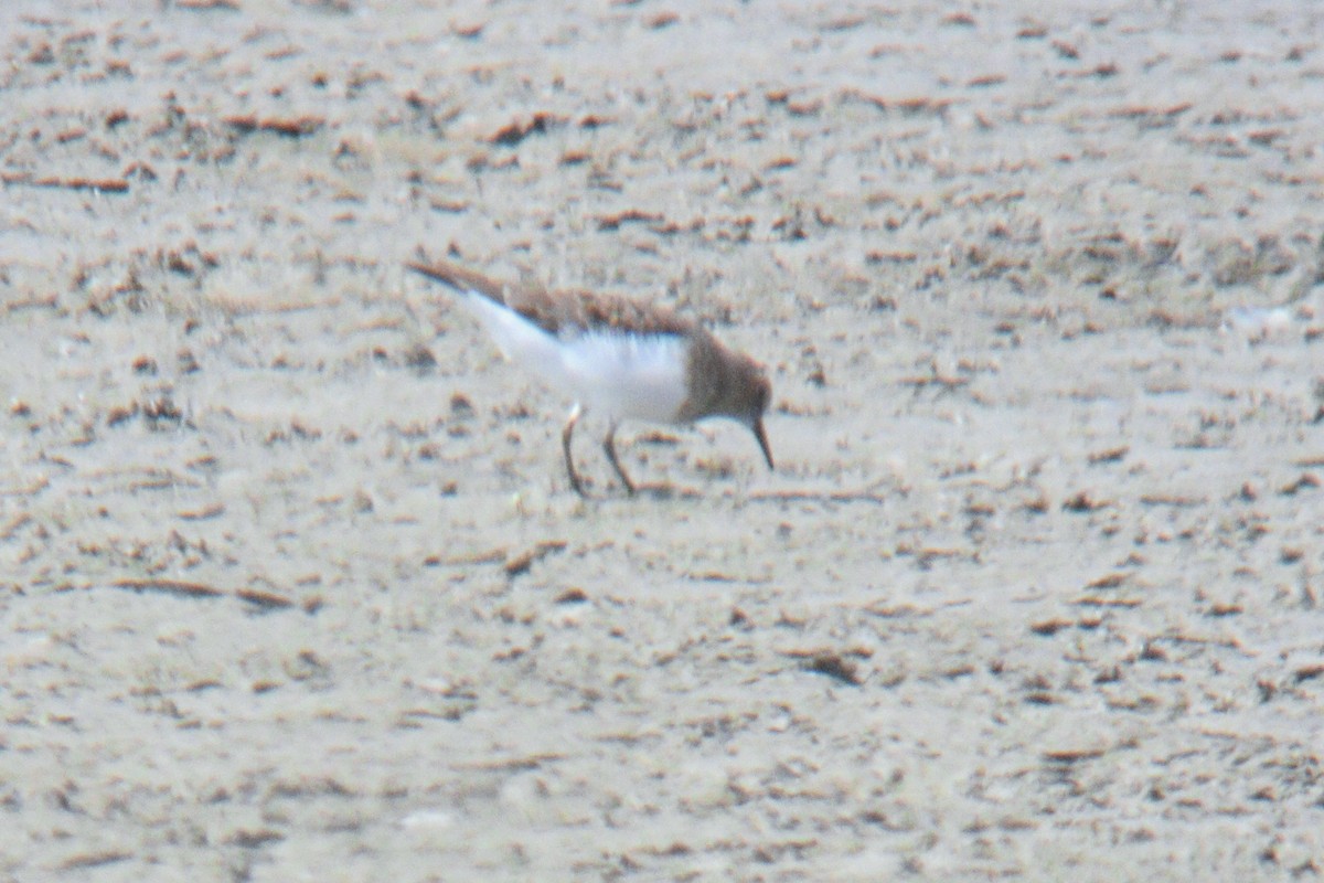 Bécasseau de Temminck - ML644261206