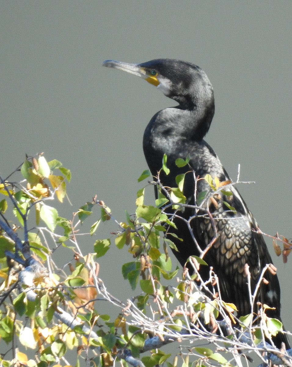 Большой баклан - ML644261208