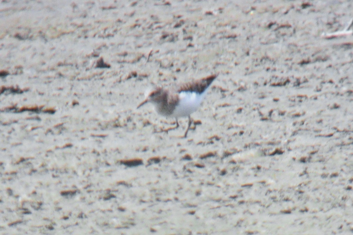 Bécasseau de Temminck - ML644261209