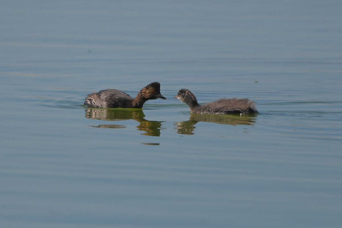 黑頸鸊鷉 - ML644261210