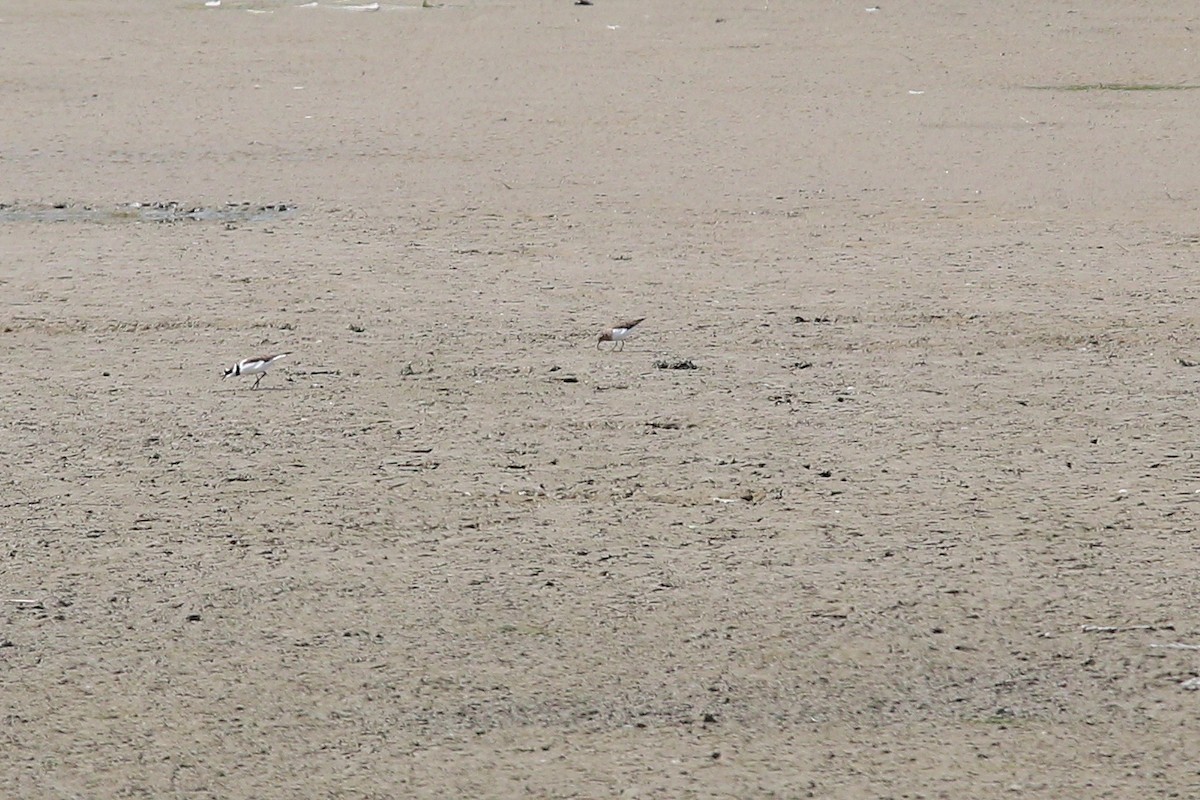 Bécasseau de Temminck - ML644261212