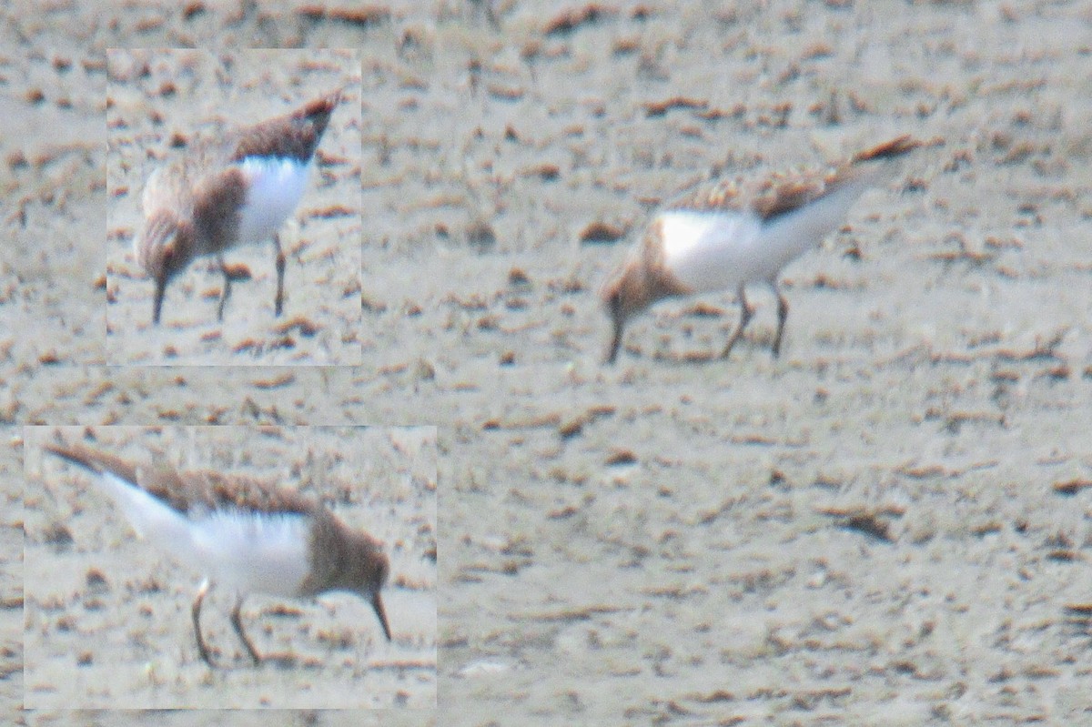 Bécasseau de Temminck - ML644261219