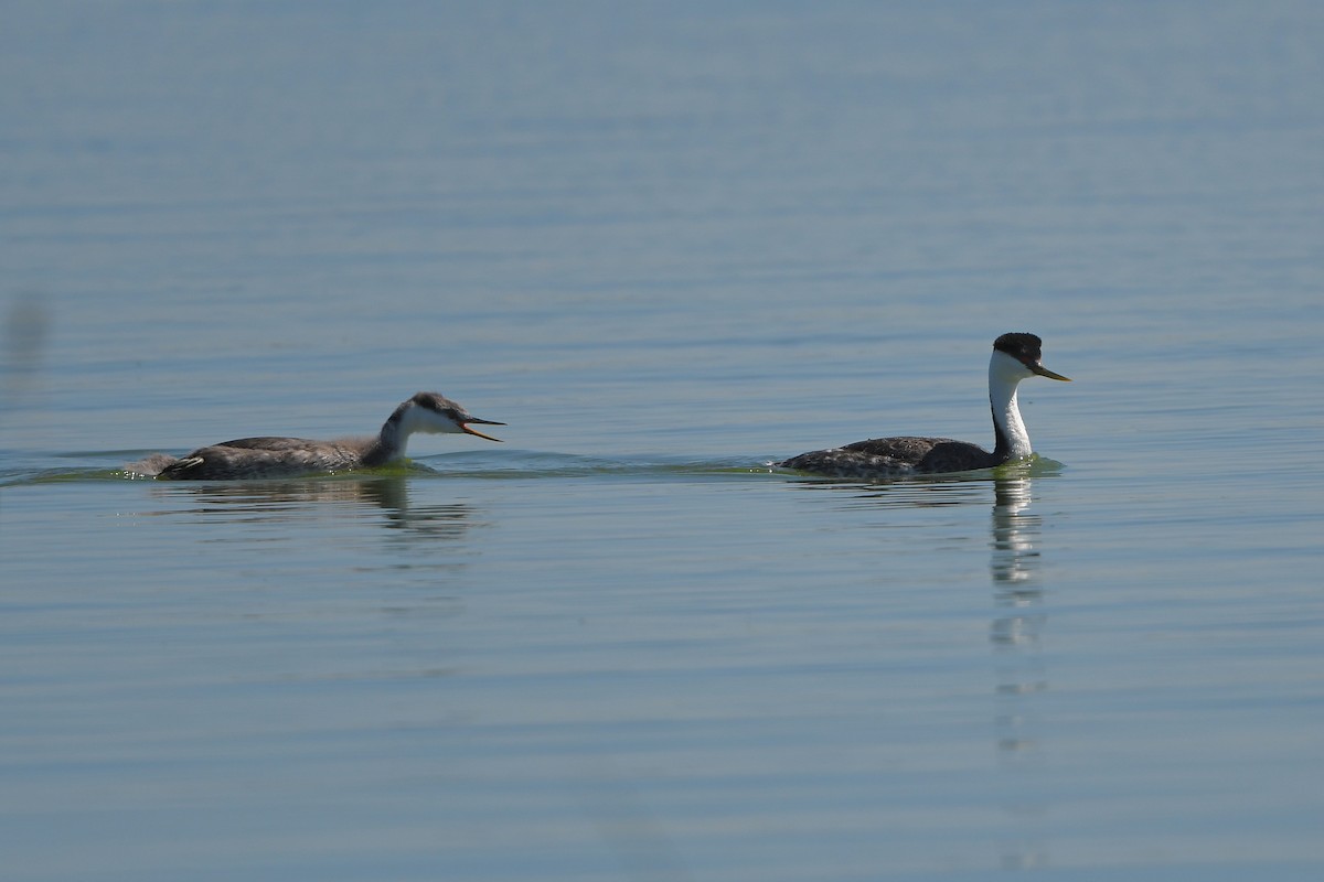 Grèbe élégant - ML644261220