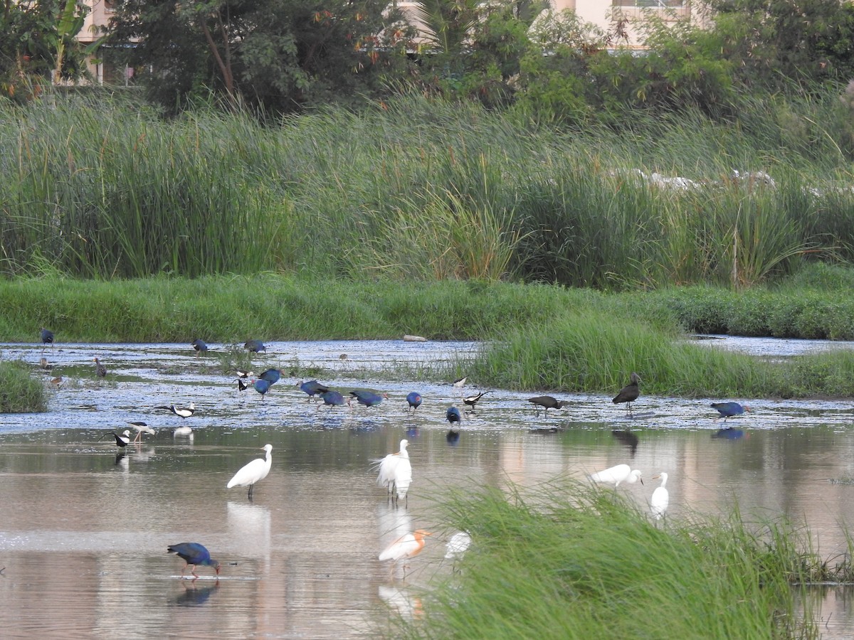 灰頭紫水雞 - ML644261224