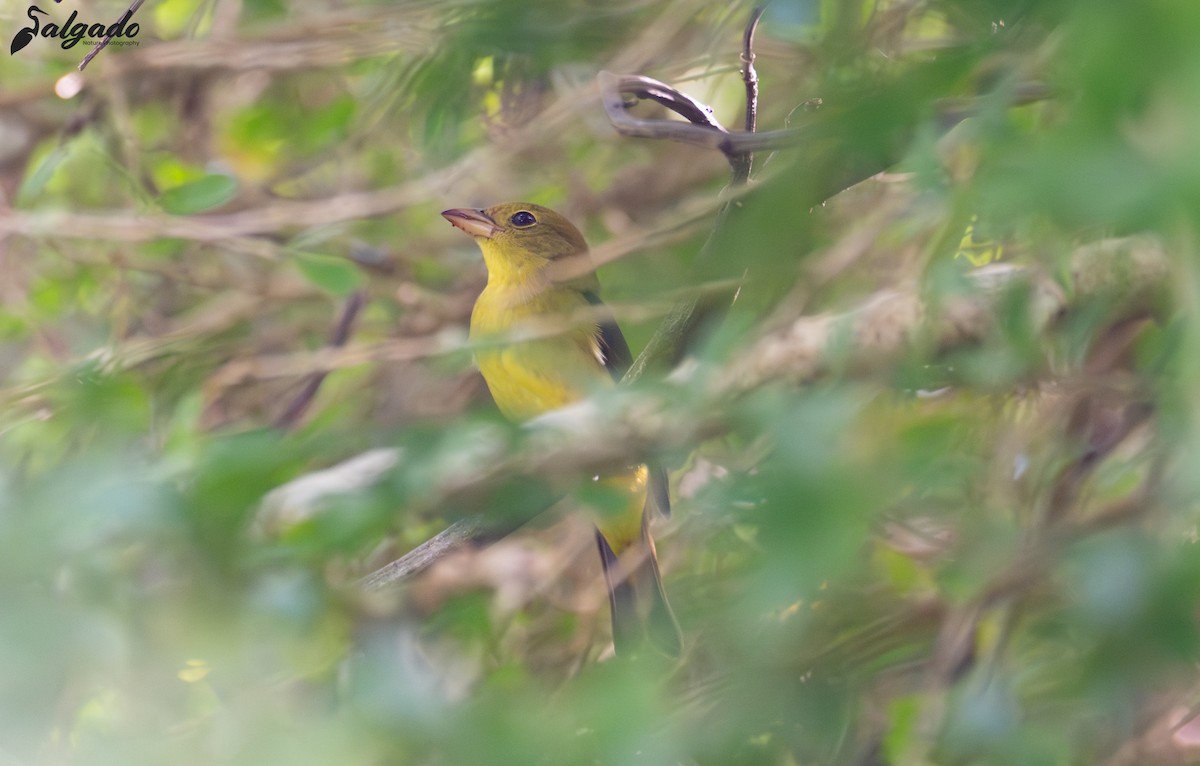 Scarlet Tanager - ML644261226