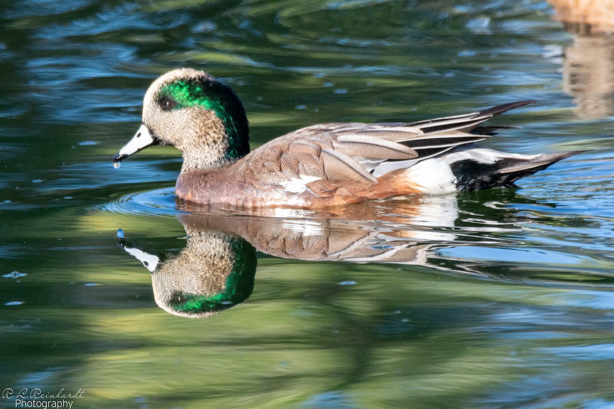 American Wigeon - ML644261233
