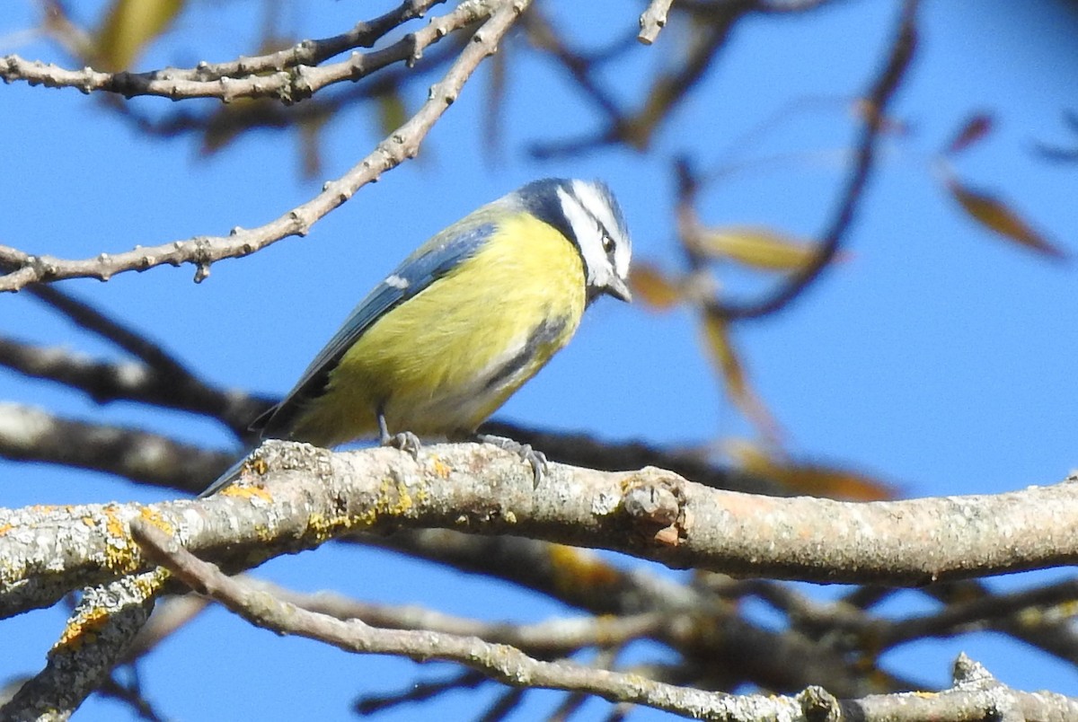 Eurasian Blue Tit - ML644261238