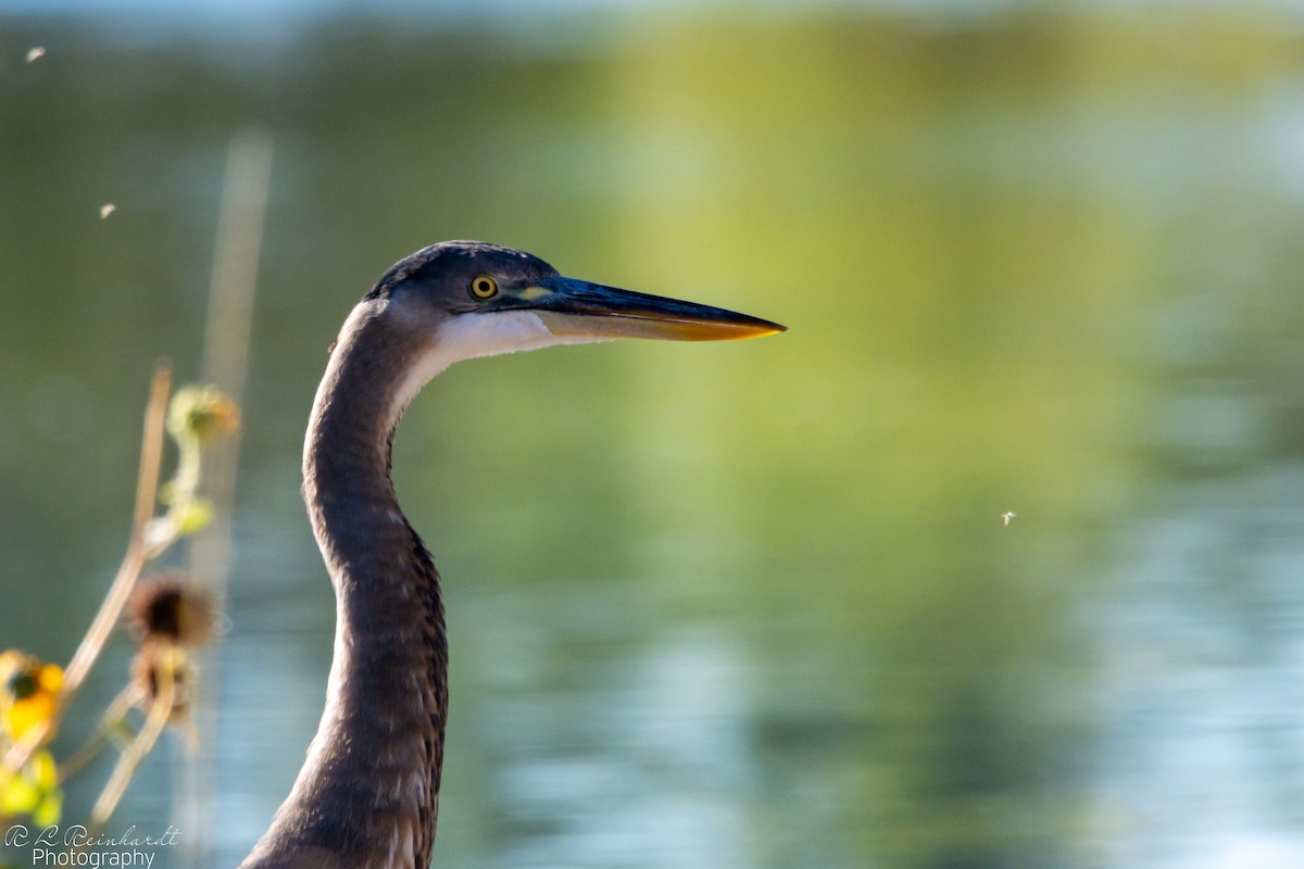 Great Blue Heron - ML644261239
