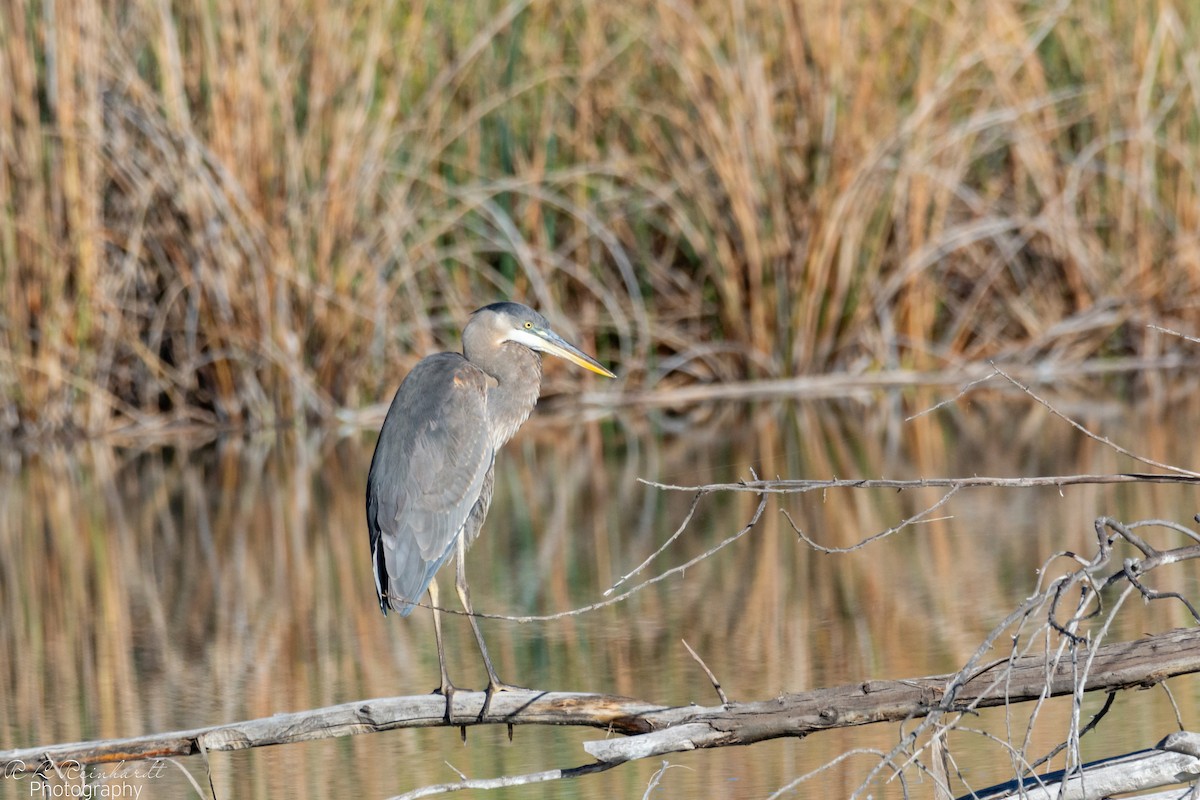 Great Blue Heron - ML644261240